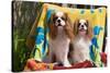 Cavaliers at a Pool Party-Zandria Muench Beraldo-Stretched Canvas