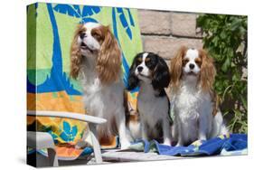Cavaliers at a Pool Party-Zandria Muench Beraldo-Stretched Canvas