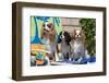 Cavaliers at a Pool Party-Zandria Muench Beraldo-Framed Photographic Print