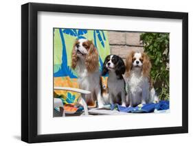 Cavaliers at a Pool Party-Zandria Muench Beraldo-Framed Photographic Print