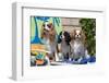 Cavaliers at a Pool Party-Zandria Muench Beraldo-Framed Photographic Print