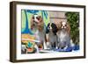 Cavaliers at a Pool Party-Zandria Muench Beraldo-Framed Photographic Print