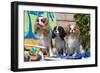 Cavaliers at a Pool Party-Zandria Muench Beraldo-Framed Photographic Print