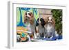 Cavaliers at a Pool Party-Zandria Muench Beraldo-Framed Photographic Print