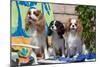 Cavaliers at a Pool Party-Zandria Muench Beraldo-Mounted Photographic Print