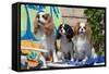 Cavaliers at a Pool Party-Zandria Muench Beraldo-Framed Stretched Canvas