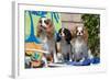 Cavaliers at a Pool Party-Zandria Muench Beraldo-Framed Photographic Print