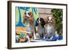 Cavaliers at a Pool Party-Zandria Muench Beraldo-Framed Photographic Print