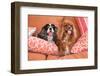 Cavaliers on Pillows-Zandria Muench Beraldo-Framed Photographic Print