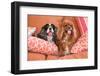 Cavaliers on Pillows-Zandria Muench Beraldo-Framed Photographic Print