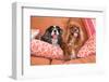 Cavaliers on Pillows-Zandria Muench Beraldo-Framed Photographic Print