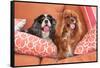 Cavaliers on Pillows-Zandria Muench Beraldo-Framed Stretched Canvas