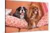 Cavaliers on Pillows-Zandria Muench Beraldo-Stretched Canvas