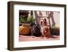 Cavaliers Sitting on Garden Patio with Flower Pots-Zandria Muench Beraldo-Framed Photographic Print