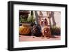 Cavaliers Sitting on Garden Patio with Flower Pots-Zandria Muench Beraldo-Framed Photographic Print