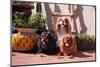 Cavaliers Sitting on Garden Patio with Flower Pots-Zandria Muench Beraldo-Mounted Photographic Print