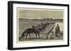 Cavalry Horses at Grass, Cairo-null-Framed Giclee Print