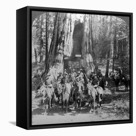 Cavalry Passing Through the Great Tree 'California, California, Usa-Underwood & Underwood-Framed Stretched Canvas