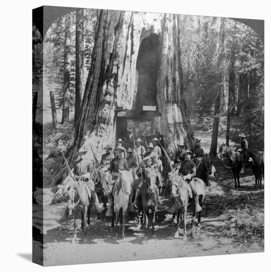 Cavalry Passing Through the Great Tree 'California, California, Usa-Underwood & Underwood-Stretched Canvas