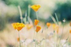 Orange California Poppies Wildflowers Blooming in Spring in Field-Cavan Images-Laminated Photographic Print