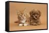 Cavapoo (Cavalier King Charles Spaniel X Poodle) Puppy and Ginger Kitten Lying Next to Each Other-Mark Taylor-Framed Stretched Canvas