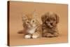 Cavapoo (Cavalier King Charles Spaniel X Poodle) Puppy and Ginger Kitten Lying Next to Each Other-Mark Taylor-Stretched Canvas