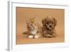 Cavapoo (Cavalier King Charles Spaniel X Poodle) Puppy and Ginger Kitten Lying Next to Each Other-Mark Taylor-Framed Photographic Print