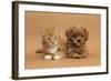Cavapoo (Cavalier King Charles Spaniel X Poodle) Puppy and Ginger Kitten Lying Next to Each Other-Mark Taylor-Framed Photographic Print