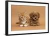 Cavapoo (Cavalier King Charles Spaniel X Poodle) Puppy and Ginger Kitten Lying Next to Each Other-Mark Taylor-Framed Photographic Print