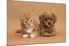 Cavapoo (Cavalier King Charles Spaniel X Poodle) Puppy and Ginger Kitten Lying Next to Each Other-Mark Taylor-Mounted Photographic Print