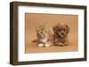 Cavapoo (Cavalier King Charles Spaniel X Poodle) Puppy and Ginger Kitten Lying Next to Each Other-Mark Taylor-Framed Photographic Print