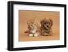 Cavapoo (Cavalier King Charles Spaniel X Poodle) Puppy and Ginger Kitten Lying Next to Each Other-Mark Taylor-Framed Photographic Print