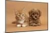 Cavapoo (Cavalier King Charles Spaniel X Poodle) Puppy and Ginger Kitten Lying Next to Each Other-Mark Taylor-Mounted Photographic Print