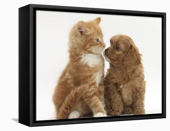 Cavapoo (Cavalier King Charles Spaniel X Poodle) Puppy and Ginger Kitten-Mark Taylor-Framed Stretched Canvas