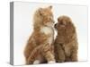 Cavapoo (Cavalier King Charles Spaniel X Poodle) Puppy and Ginger Kitten-Mark Taylor-Stretched Canvas