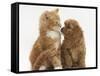 Cavapoo (Cavalier King Charles Spaniel X Poodle) Puppy and Ginger Kitten-Mark Taylor-Framed Stretched Canvas