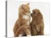 Cavapoo (Cavalier King Charles Spaniel X Poodle) Puppy and Ginger Kitten-Mark Taylor-Stretched Canvas