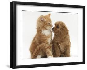 Cavapoo (Cavalier King Charles Spaniel X Poodle) Puppy and Ginger Kitten-Mark Taylor-Framed Photographic Print