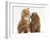 Cavapoo (Cavalier King Charles Spaniel X Poodle) Puppy and Ginger Kitten-Mark Taylor-Framed Photographic Print