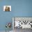 Cavapoo (Cavalier King Charles Spaniel X Poodle) Puppy and Ginger Kitten-Mark Taylor-Mounted Photographic Print displayed on a wall