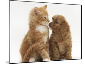 Cavapoo (Cavalier King Charles Spaniel X Poodle) Puppy and Ginger Kitten-Mark Taylor-Mounted Photographic Print