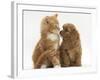 Cavapoo (Cavalier King Charles Spaniel X Poodle) Puppy and Ginger Kitten-Mark Taylor-Framed Photographic Print