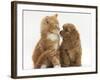 Cavapoo (Cavalier King Charles Spaniel X Poodle) Puppy and Ginger Kitten-Mark Taylor-Framed Photographic Print