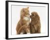 Cavapoo (Cavalier King Charles Spaniel X Poodle) Puppy and Ginger Kitten-Mark Taylor-Framed Photographic Print