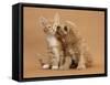 Cavapoo (Cavalier King Charles Spaniel X Poodle) Puppy Licking Ginger Kitten-Mark Taylor-Framed Stretched Canvas