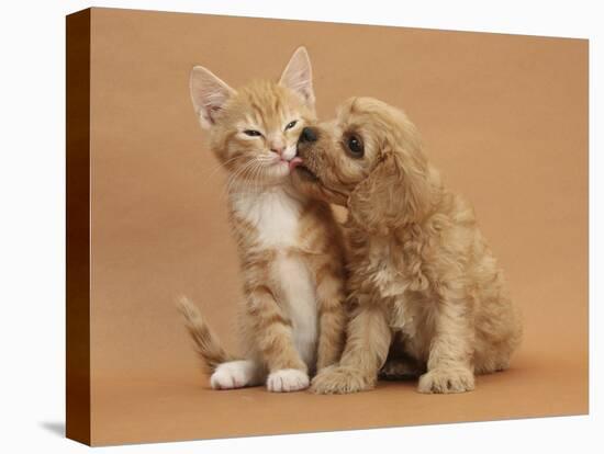 Cavapoo (Cavalier King Charles Spaniel X Poodle) Puppy Licking Ginger Kitten-Mark Taylor-Stretched Canvas