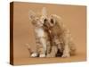 Cavapoo (Cavalier King Charles Spaniel X Poodle) Puppy Licking Ginger Kitten-Mark Taylor-Stretched Canvas