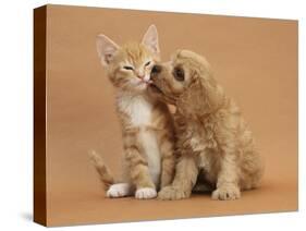 Cavapoo (Cavalier King Charles Spaniel X Poodle) Puppy Licking Ginger Kitten-Mark Taylor-Stretched Canvas