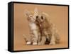 Cavapoo (Cavalier King Charles Spaniel X Poodle) Puppy Licking Ginger Kitten-Mark Taylor-Framed Stretched Canvas
