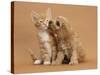 Cavapoo (Cavalier King Charles Spaniel X Poodle) Puppy Licking Ginger Kitten-Mark Taylor-Stretched Canvas